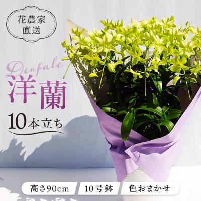 ふるさと納税 糸島市 【ギフトに】デンファレ(洋蘭)10本立ち 糸島市/和饗エコファーム株式会社 [AVI001]