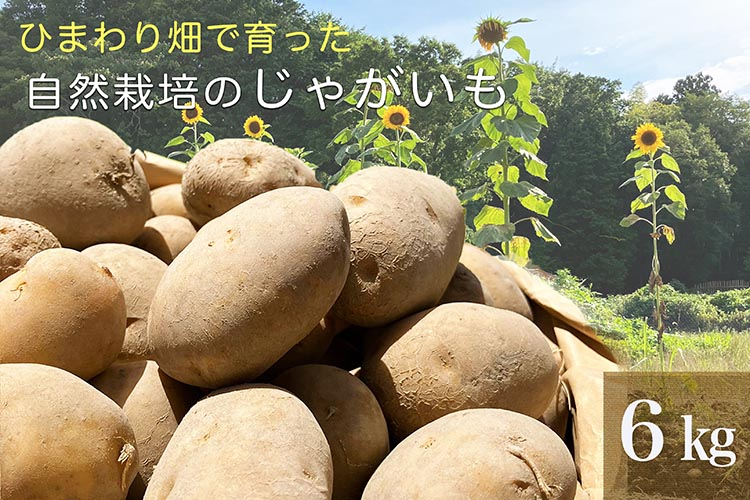 
ひまわり畑で育った自然栽培のじゃがいも 6kg 京都府・亀岡産 かたもとオーガニックファームよりお届け ｜ 訳あり じゃがいも 芋 小さめ サイズ小 野菜 産地直送 ※離島への配送不可
