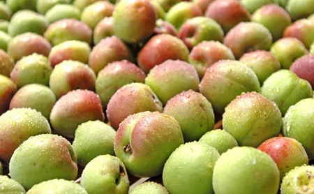 梅干し 紅映梅 しそ漬け 9袋 すっぱい 梅干し
