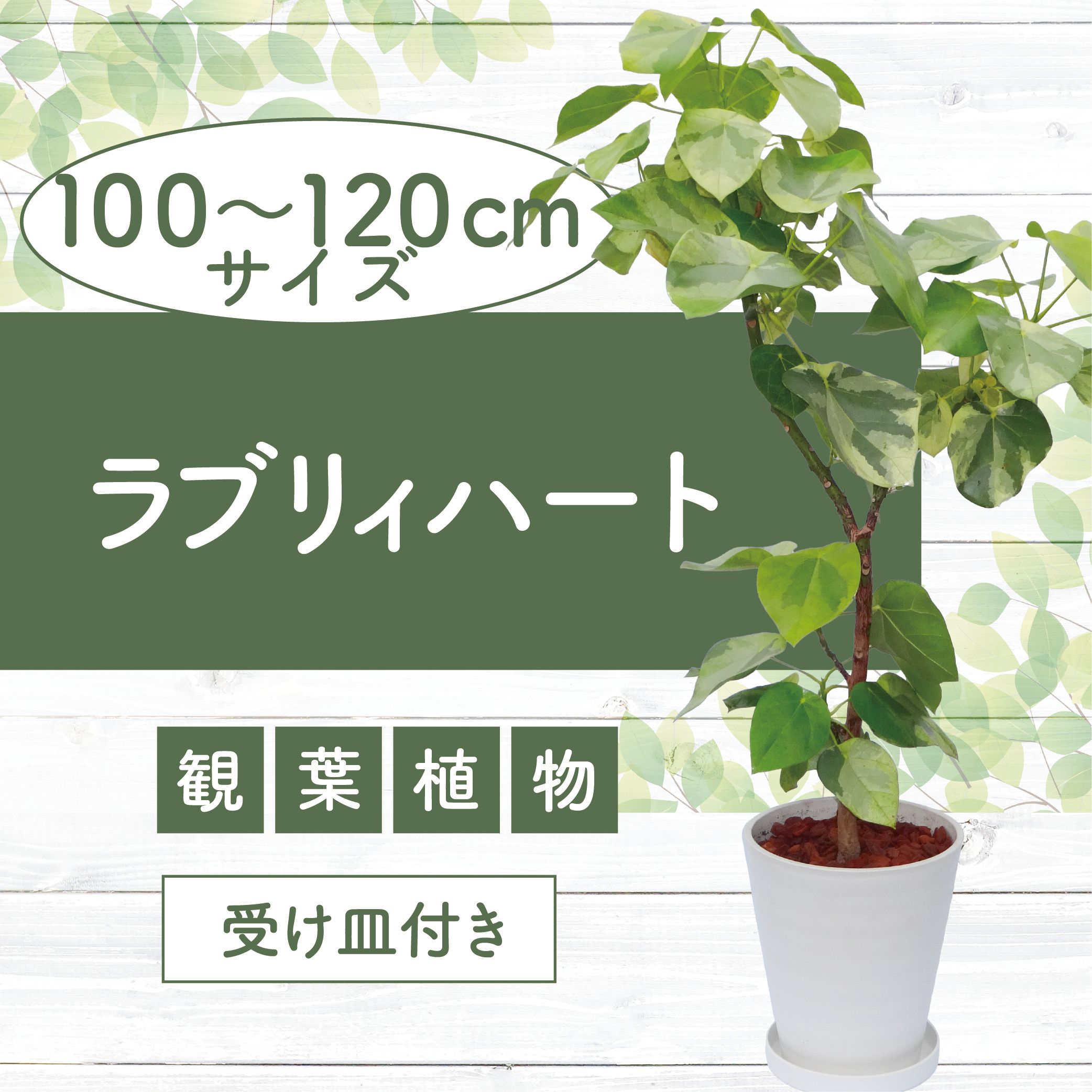 【ふるさと納税】＜2026年9月上旬以降順次発送＞ラブリィハート 8号(鉢底より高さ100cm〜120cm前後・プラスチック製ホワイト鉢・専用受け皿付き) ※北海道・沖縄・離島配送不可※ 観葉植物 植物 室内 インテリア ギフト【トロピカルフルーツ＆プランツ】