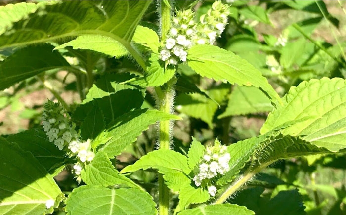 石川農園・毎日摂ろっか！えごまセット