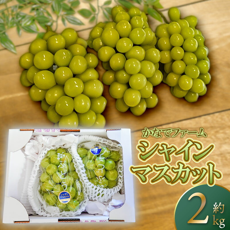 【ふるさと納税】【令和7年産 先行予約】 シャインマスカット　約2kg（2〜3房）　白系ぶどう