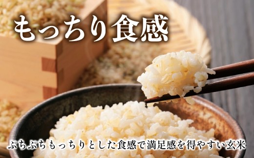 新米予約 令和8年産【特A 減農薬】 玄米 特別栽培米こしひかり 10kg〈5kg x 2袋〉   お米 コシヒカリ 丹波篠山産 コメ こめ お米 こしひかり げんまい ゲンマイ