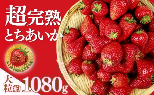 いちご 「茂木完熟いちご」第1回いちご選手権金賞 とちあいか 大粒 約270g × 4パック 合計 約1080g【3月以降発送】 | いちご イチゴ 苺 とちあいか 大粒 特大 第1回いちご選手権金賞  ブランドいちご ストロベリー 完熟 果物 甘い あまい フルーツ くだもの 旬 産地直送 栃木県産 美土里農園 栃木県 茂木町