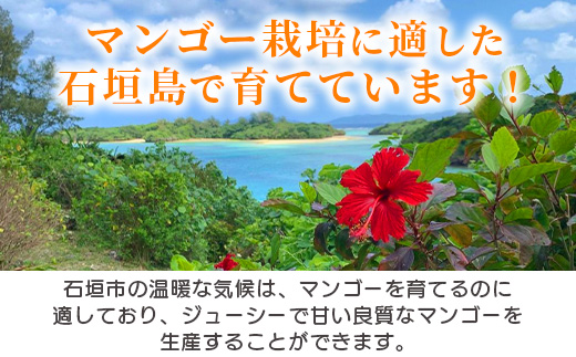 《2025年7月以降発送》最高糖度20度！？ 完熟！石垣島産冬眠ミニマンゴー 【 沖縄 石垣 数量限定 フルーツ ミニ マンゴー 冷凍 完熟 真空 】TF-18-1