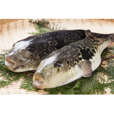 天然とらふぐちり鍋セット　計500～600g【配送不可地域：離島】