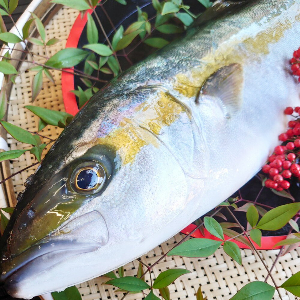 【ふるさと納税】丸ごと1本!長崎近海 活き〆天然寒ヒラス ( ヒラマサ ) 1匹 5kg台 ( 5.2 ～ 5.8kg ) | ひらす ひらまさ 魚介類 鮮魚 水産物 刺身 新鮮 冷蔵 長崎県産 国産 九州 長崎県 長崎市 送料無料 【2025年9月下旬～2026年2月下旬迄発送予定】