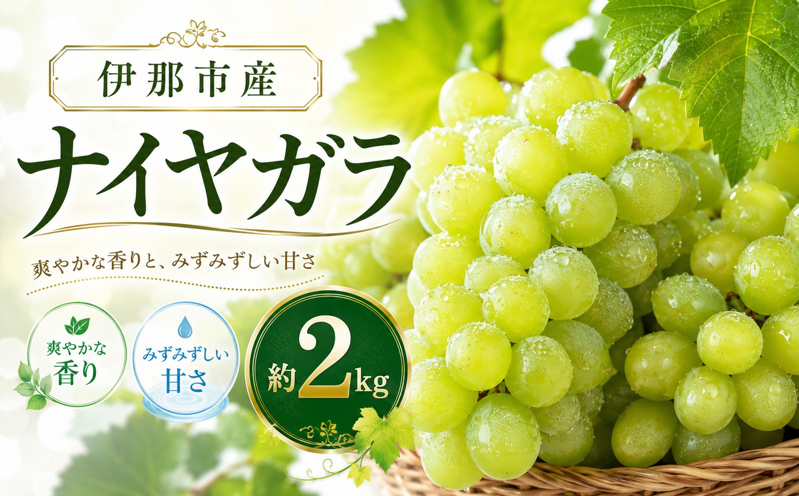 
            伊那市産 ぶどう (ナイヤガラ) 約2㎏| ナイヤガラ フルーツ 伊那市産 種有 南アルプス 信州 甘い ぶどう 葡萄 甘い 長野県 伊那市 ふるさと納税【011-97】
          