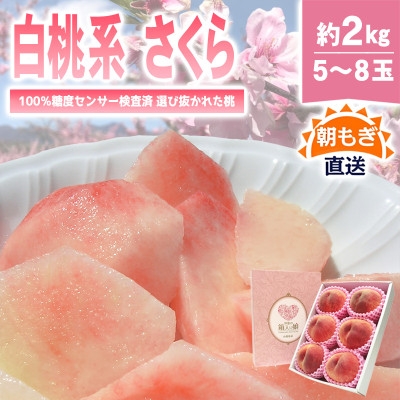
            桃 『白桃系さくら』 約2kg 5～8玉 朝もぎ 直送! 選び抜かれた桃【1110149】
          