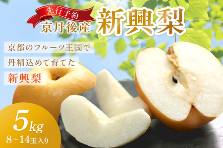 梨／新興梨【先行予約／数量限定150】京丹後産 新興梨 5kg（8～14玉入り）（2025年10月中旬～発送） 梨 なし ナシ 新興梨 5キロ 予約 果物 くだもの フルーツ 期間限定 国産