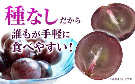 8家庭用つる付きニューピオーネ 2房(1房530g以上)【配送不可地域あり】有限会社ホーティカルチャー神島 令和8年産先行受付《2026年9月中旬-10月下旬頃出荷》岡山県 笠岡市 送料無料 葡萄 フ