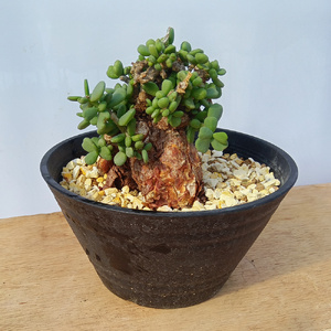 ケラリア・ピグマエア (発根管理済) A014｜観葉植物 コーデックス 盆栽 鉢植え インテリア ハコネコ [0667]