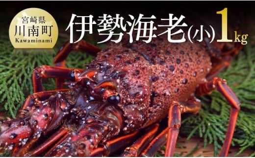 【担当者厳選！】伊勢海老(小)1kg（5～9尾）（5～9尾） 【 伊勢えび 魚介類 いせえび 海産物 宮崎県産 国産 】[B04401]