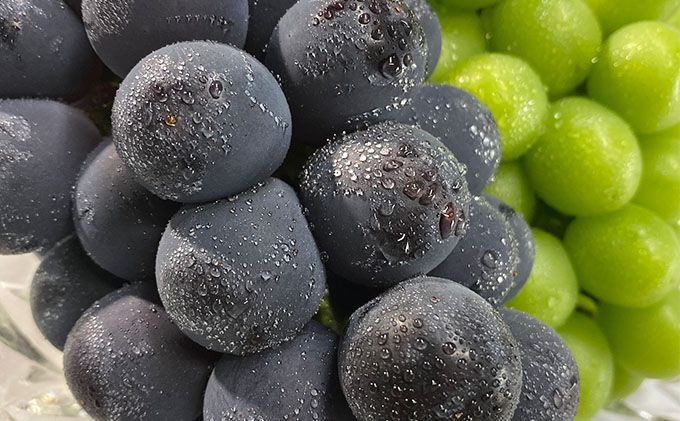 ぶどう 2026年 先行予約 農家こだわりの シャイン マスカット ＆ ニュー ピオーネ 2房 合計約1.0kg 贈答クラス 葡萄 岡山県産 国産 フルーツ 果物 ギフト 【 Nini farm 農家 直送 】