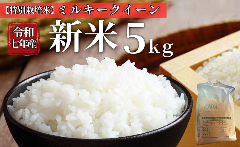 
            お米 令和7年産 新米 5kg ミルキークイーン 特別栽培米  先行予約 【2025年10月以降発送】 精米 米 こめ コメ 白米 ごはん ライス 愛媛 伊予市｜C152
          