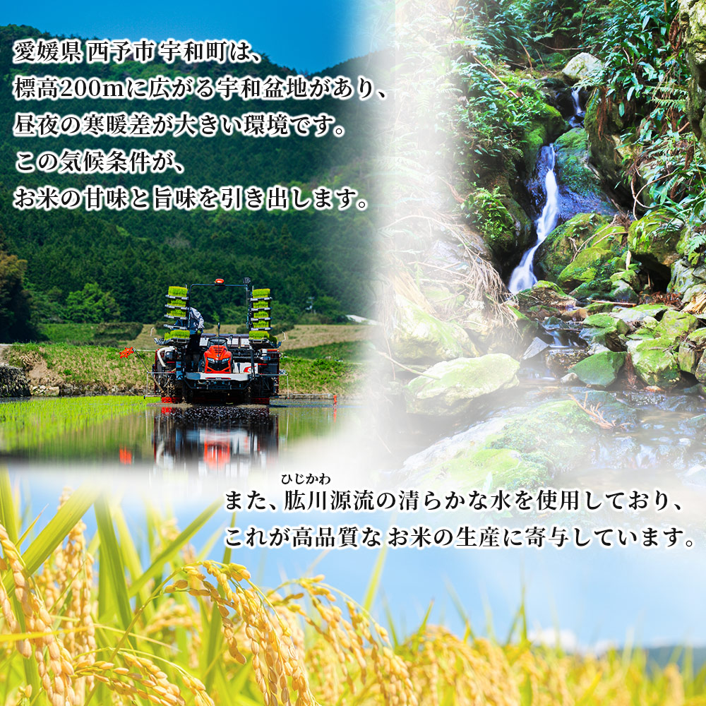 【先行予約】＜令和8年産 愛媛県西予市産 コシヒカリ 10kg＞ お米 コメ こめ 白米 精米 ご飯 新鮮 10キロ 国産 愛媛県産 宇和町産 こしひかり 特産品 もとき農園 愛媛県 西予市