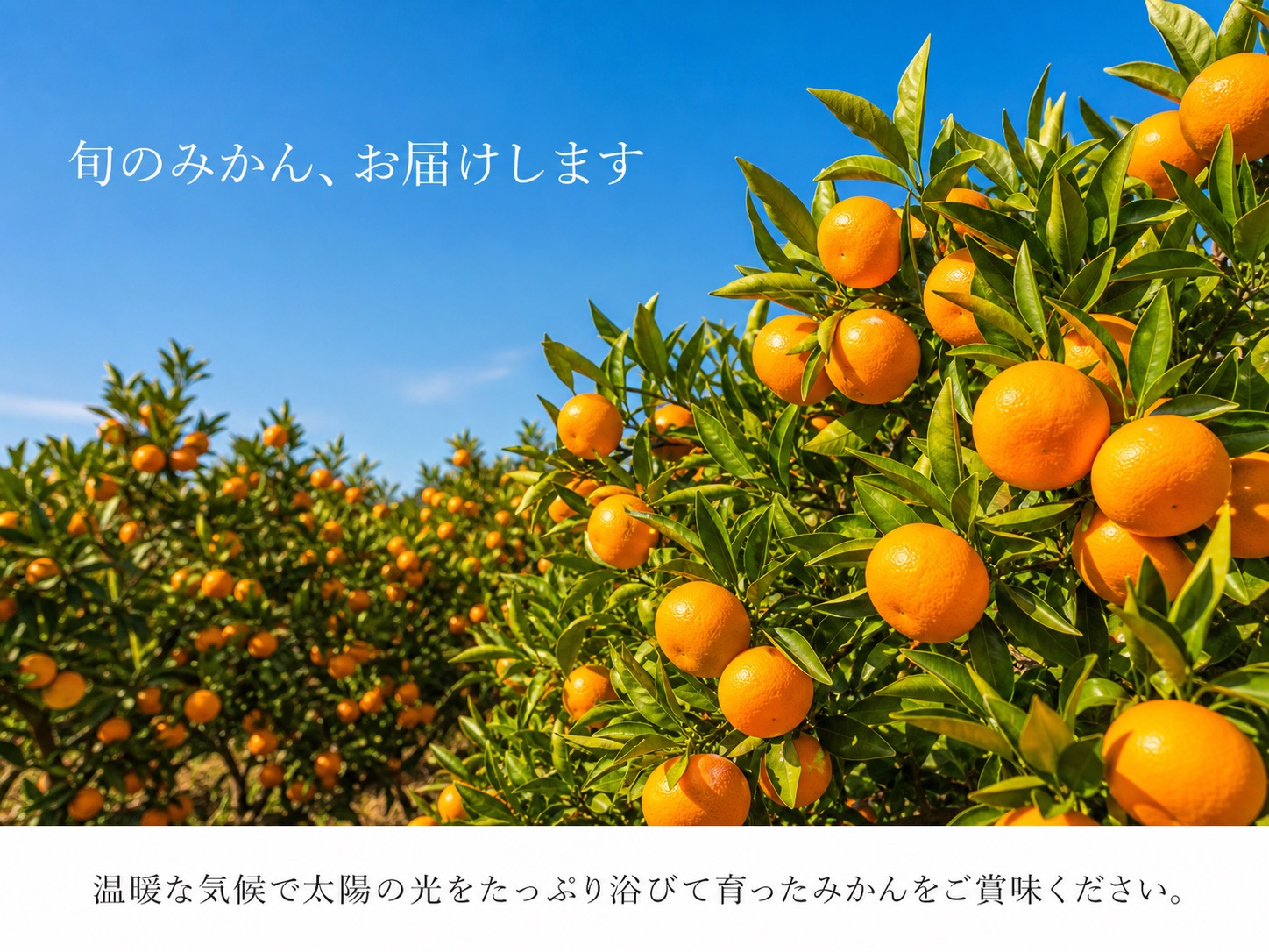 和歌山有田みかん10kg【訳ありご家庭用】2S〜2Lサイズ混合 / みかん くだもの フルーツ 【uot871】