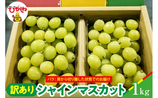 【2026年産】シャインマスカット 訳ありバラ 約1kg 山形県 東根市 松栗提供 hi062-066
