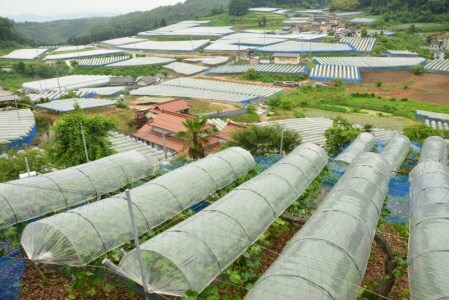 ピオーネ1房とシャインマスカット1房 計2房 約1.2kg 新見【 先行予約 2025年9月中旬から順次発送】