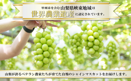 【訳あり】魅惑のボリューム感『シャインのふるさと甲州』シャインマスカット2～3房(1.2kg程度)【2024年発送】（SFK）B11-855