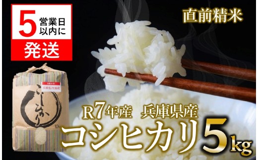 【スピード発送】【新米】コシヒカリ 5kg 白米 令和７年産 米 お米 5kg 米5kg 兵庫県産 こしひかり コシヒカリ 西脇市産 令和7年産 R7年産 2025年産 精米