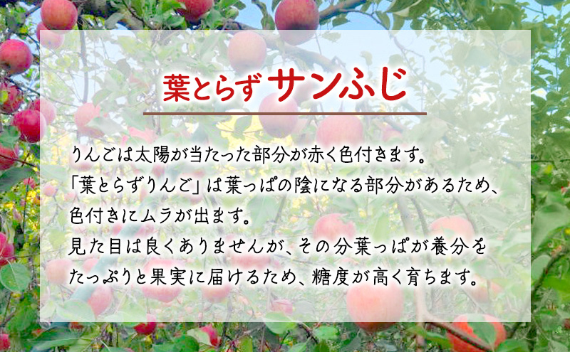 【12月発送】訳あり 家庭用 ちとせ村葉とらずサンふじ ＆ 王林 詰め合わせ 約5kg【弘前市産・青森りんご】