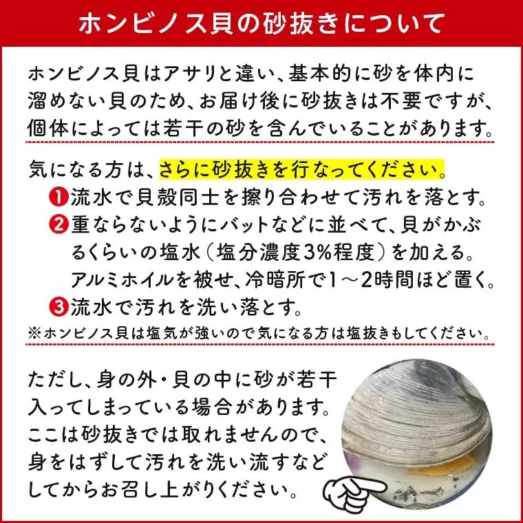 漁師直送！活ホンビノス貝2.5kg（3Lサイズ）