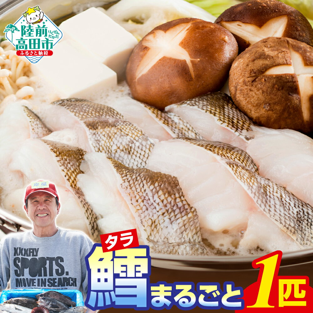 【ふるさと納税】【数量限定】 タラ まるごと1匹 下処理可 冷蔵でお届け [ タラ 鱈 たら 真鱈 真ダラ 冷蔵 鍋 セット 魚 鮮魚 海鮮鍋 鱈鍋 新鮮 切り身 三枚おろし 直送 産地直送 獲れたて 料理 人気 おすすめ お取り寄せ ご当地 岸屋商店 ] 高評価 ★4.5