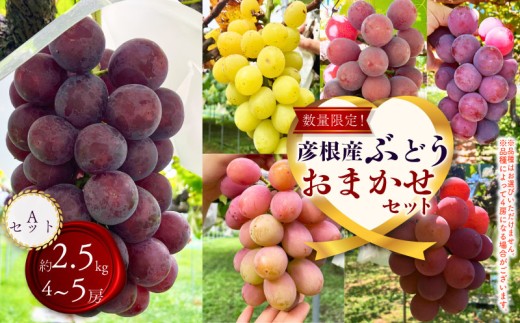 【先行予約 8月下旬から発送】ぶどう 詰め合わせ 約2.5kg 4～5房 食べ比べ ピオーネ 藤稔 紅伊豆 安芸クイーン 多摩ゆたか ゴルビー 果物 くだもの フルーツ デザート  ブドウ 葡萄 詰合せ ギフト 贈答 期間限定 おまかせ 品種おまかせ 数量限定 セット プレゼント 詰合せ 品種 夏 秋 8年 8月 9月 滋賀 彦根