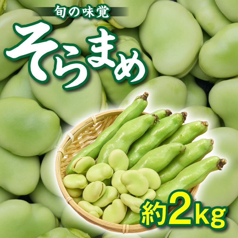 【ふるさと納税】旬の味覚 そらまめ 約2kg【2026年5月上旬～2026年6月上旬配送】 | 国産 高松市産 大粒 甘い 野菜 豆 旬 旬の味覚 食材 食品 おうち時間 家庭用 自宅用 贈り物 お取り寄せ 産地直送 瀬戸内 五色青果 香川県 高松市 送料無料