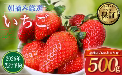 【 先行予約 】いちご 品種おまかせ 500g 新鮮 産地直送 朝摘み 厳選 アフター 保証 付き 2月 発送 開始 苺 イチゴ ストロベリー とちおとめ やよいひめ おいCベリー かおり野 スターナイト strawberry フルーツ 果物 数量限定 期間限定 千葉県 旭市 滑川いちご園 nmi001