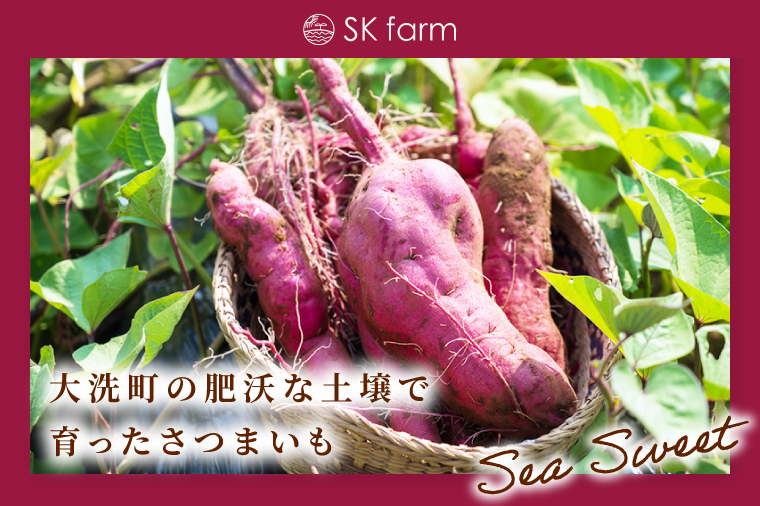 冷凍焼き芋 『Sea Sweet』 2.5kg 品種おまかせ詰め合わせ  3~5種類 詰合せ【 紅はるか / きみまろこ / 紫いも / 紅まさり / 紅あずま / 栗かぐや 】 真空パック 個包装 