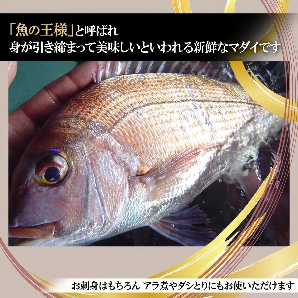真鯛 淡路島産 天然 刺身 3人前 真鯛