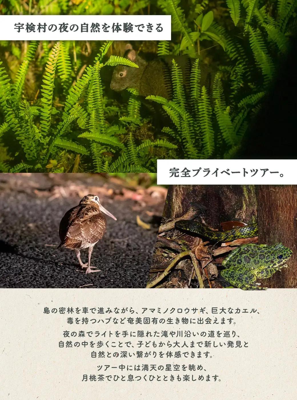 生き物ナイトツアー 5名様 奄美大島 宇検村 鹿児島県 旅行 自然 冒険 完全プライベート