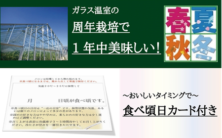 クラウンメロン　白×2玉【6ヶ月定期便】【配送不可：離島】 果物類 メロン青肉 
