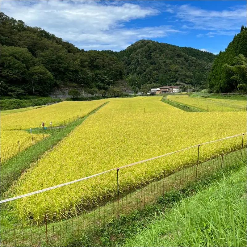 令和7年産 京丹後・野間産　田渕さんちのおいしいお米 個包装 2合×6袋入