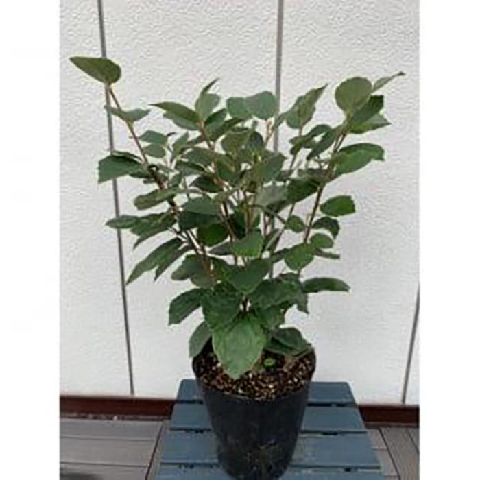 【ふるさと納税】白花マンサク フォッサギラ 紅葉も綺麗!〈プラス樹〉