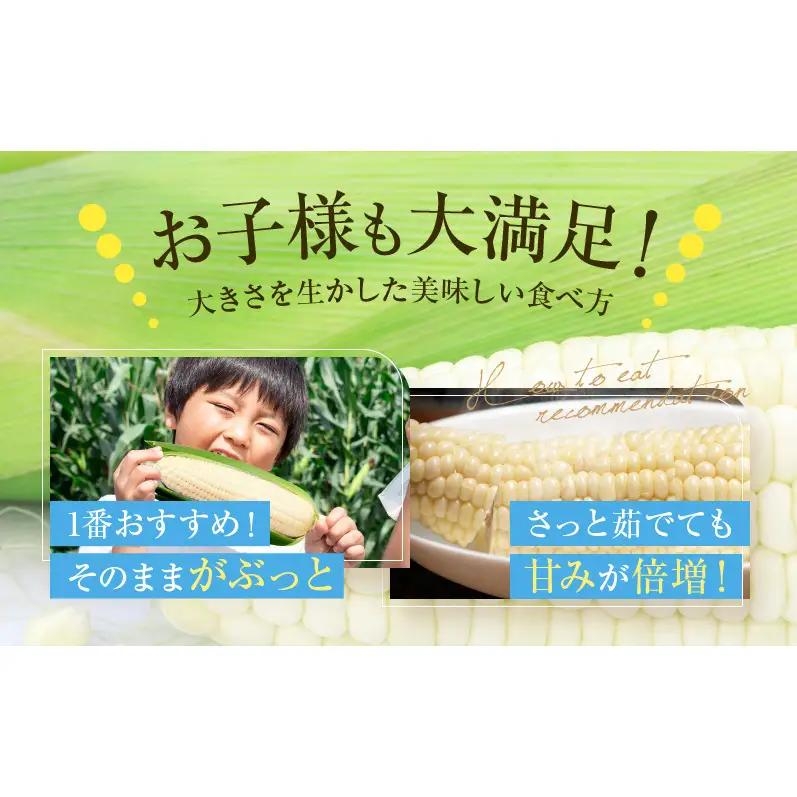 2026発送 富良野 ホワイトコーン『ホワイトショコラ』2L10本 とうもろこし
