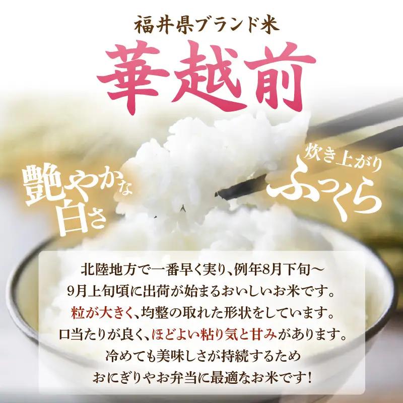 【先行予約】【令和8年産】定期便 ≪12ヶ月連続お届け≫ 華越前 無洗米 5kg×12回 （計60kg）/ 米 5キロ 60キロ ハナエチゼン はなえちぜん 北陸 福井県産 あわら市 ブランド米 白米