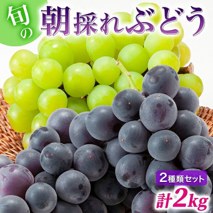 【ふるさと納税】ぶどう 2種類 セット 品種おまかせ 2kg 3～4房入 食べ比べ 旬 朝採れ 種無し 兵庫県産 農家直送 果物 果物類 フルーツ デザート ギフト 詰め合わせ お楽しみ 化粧箱入り 甘い 粒 糖度 贈答 　お届け：2025年8月下旬～9月下旬まで