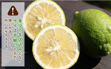 レモン 5kg コルレオファーム 国産 防腐剤 ・ ワックス 不使用 国産レモン 先行予約 青レモン れもん remon 檸檬 レモン果汁 酸味 果物 くだもの ビタミン サワー ジュース チューハイ