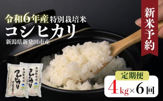 【定期便】令和6年産 新潟県産 特別栽培米コシヒカリ 2㎏×2袋×6か月 米 お米 ごはん 白米 コシヒカリ 佐々木耕起組合 2kg 6ヵ月 プレゼント ギフト 贈答 定期便 特別栽培米 新潟県 新潟産 新発田産