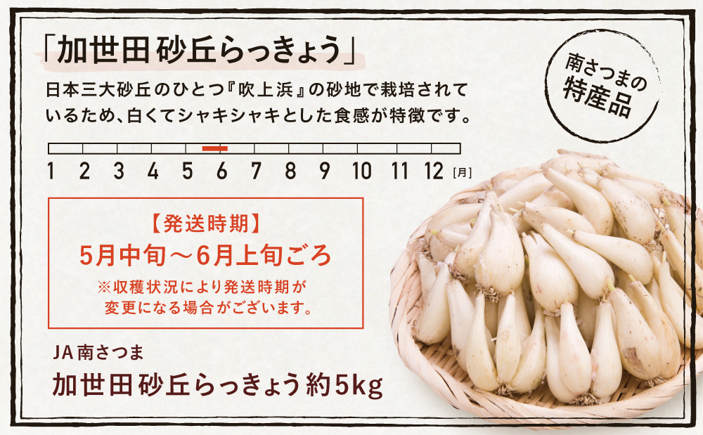 ◆5月中旬発送開始◆【鹿児島県南さつま市産】加世田砂丘らっきょう 約5kg ラッキョウ サラダ 天ぷら かき揚げ 酢味噌 特産品 野菜 旬 期間限定 JA 南さつま市