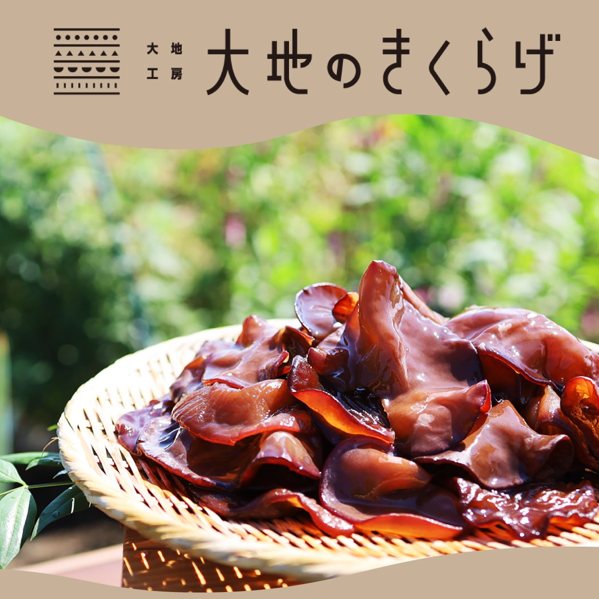 きくらげ キクラゲ 木耳 乾燥きくらげ 大地のきくらげ 国産きくらげ