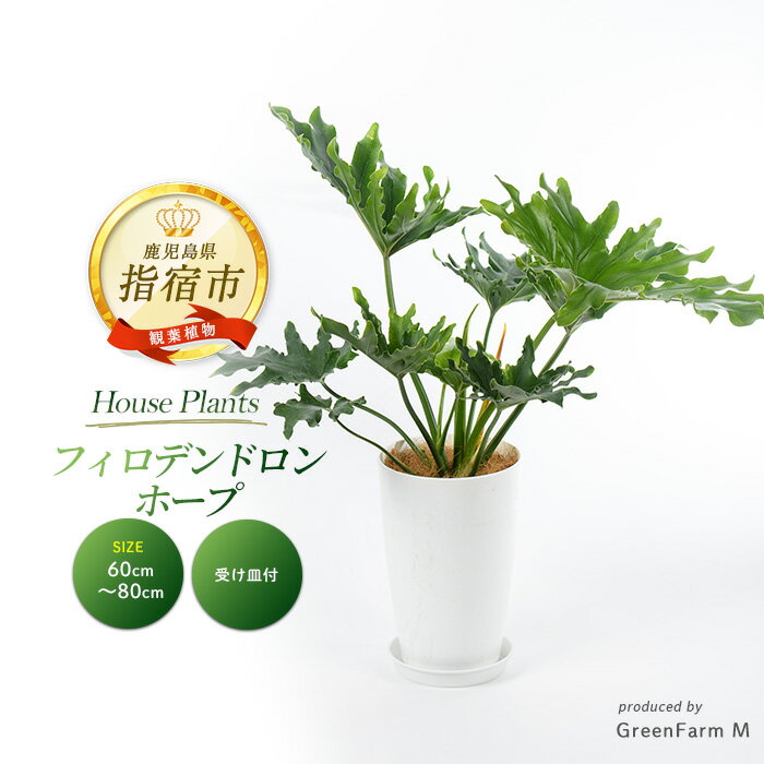 【ふるさと納税】フィロデンドロン・ホープ 60cm～80cm ※北海道・沖縄・離島配送不可※ 南国鹿児島県で育った 観葉植物！植物 鉢付 インテリア 室内 オフィス おしゃれ プレゼント ギフト 開店祝い 移転祝い マイナスイオン【Green Farm M】