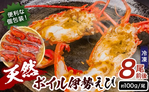 【天然】ボイル冷凍伊勢海老　約100g×8尾前後 mi0020-0002 魚介 海鮮 お祝い ギフト プレゼント 天然 海老 エビ 千葉 冷凍 ボイル