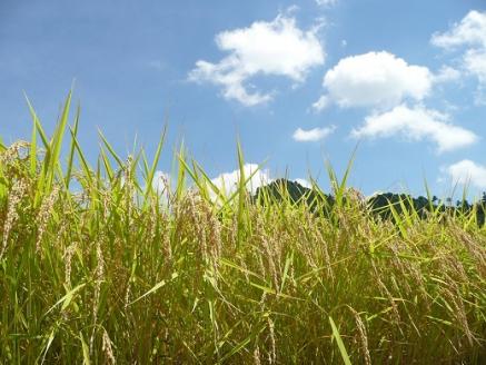 (1027)米　玄米　特別栽培米　穂垂米　「ひとめぼれ」　5kg　【令和5年産】