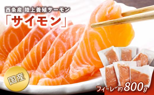 サーモン 国産 陸上養殖サーモン 「サイモン」 冷凍フィーレ 約800g ｜ 愛媛県西条市産 サーモン 魚 海鮮 刺身 鮭 サケ シャケ さけ 魚介類 小分けパック 国産 冷凍 【オンライン決済限定】