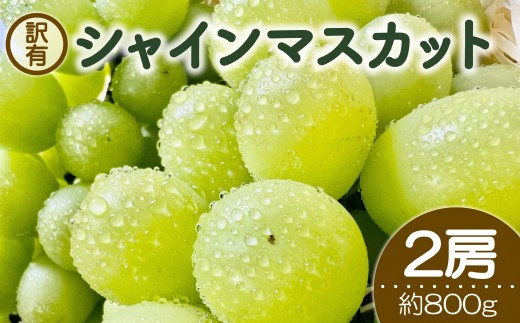 シャインマスカット 訳あり 約 800g 2房 粒 葡萄 ぶどう ブドウ フルーツ 果物 くだもの 旬 マスカット グレープ 新鮮 ジューシー デザート スイーツ 2026年発送 期間限定 数量限定 産地直送 送料無料 千葉県 旭市 トールツリーグレープ ttg001