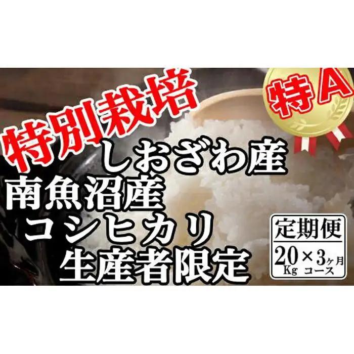 【令和7年産】【定期便：20Kg×3ヶ月】特別栽培 生産者限定  南魚沼しおざわ産コシヒカリ【定期便 銘柄米 ブランド米 精米 こしひかり コシヒカリ 魚沼産 新潟米 産地直送 お米 米 こめ コメ ご飯 御飯 ごはん】
